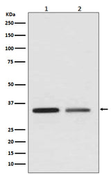 Anti-WNT2 Rabbit Monoclonal Antibody Boster Bio