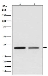 Anti-WNT2 Rabbit Monoclonal Antibody Boster Bio