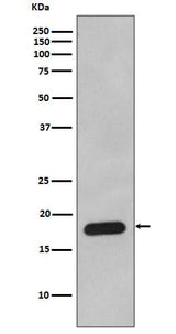 Anti-Cyclophilin B PPIB Rabbit Monoclonal Antibody Boster Bio