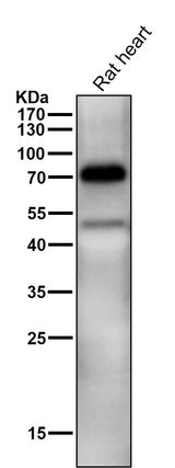 Anti-TRIM25 Monoclonal Antibody Boster Bio