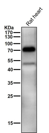 Anti-TRIM25 Monoclonal Antibody Boster Bio