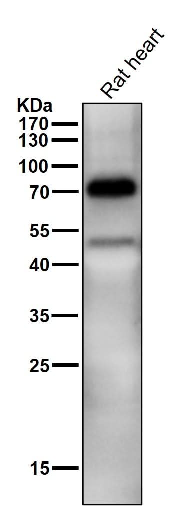 Anti-TRIM25 Monoclonal Antibody Boster Bio