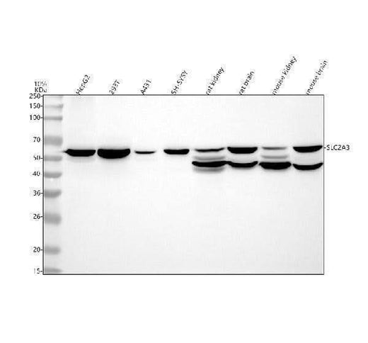 Anti-GLUT3 SLC2A3 Rabbit Monoclonal Antibody Boster Bio