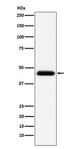 Anti-CD48 Monoclonal Antibody Boster Bio