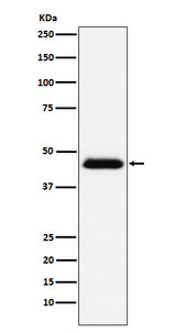 Anti-CD48 Monoclonal Antibody Boster Bio