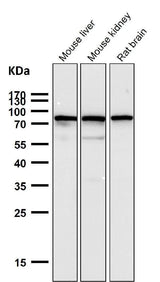 Anti-SUN2 Rabbit Monoclonal Antibody Boster Bio