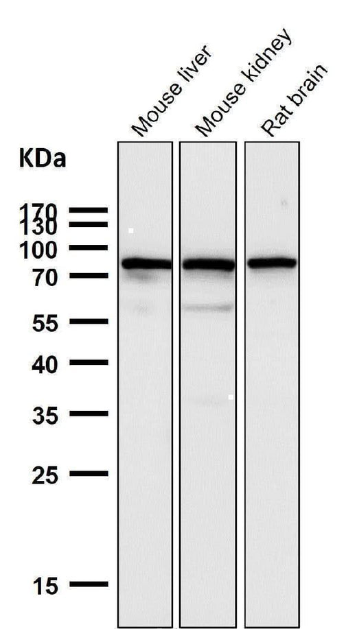 Anti-SUN2 Rabbit Monoclonal Antibody Boster Bio