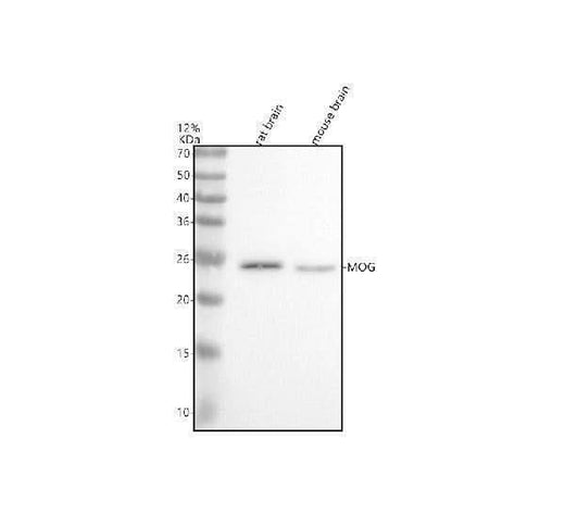 Anti-Myelin oligodendrocyte glycoprotein Monoclonal Antibody Boster Bio