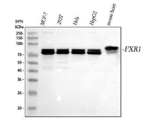 Anti-FXR1 Rabbit Monoclonal Antibody Boster Bio