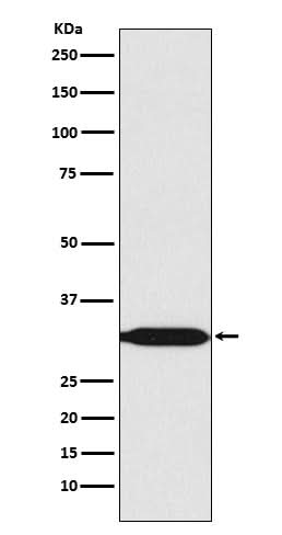 Anti-REA Rabbit Monoclonal Antibody Boster Bio