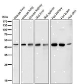 Anti-LXR alpha NR1H3 Rabbit Monoclonal Antibody Boster Bio