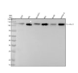 Anti-Pumilio 2 Rabbit Monoclonal Antibody Boster Bio
