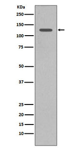 Anti-SHIP INPP5D Rabbit Monoclonal Antibody Boster Bio