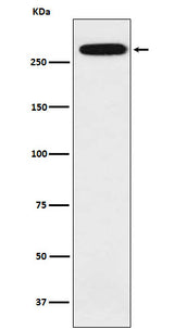 Anti-alpha 1 Spectrin Rabbit Monoclonal Antibody Boster Bio
