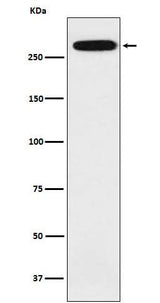 Anti-alpha 1 Spectrin Rabbit Monoclonal Antibody Boster Bio