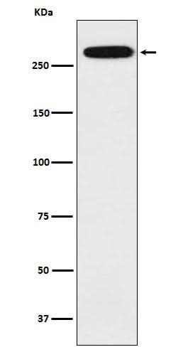 Anti-alpha 1 Spectrin Rabbit Monoclonal Antibody Boster Bio