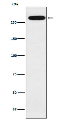 Anti-alpha 1 Spectrin Rabbit Monoclonal Antibody Boster Bio
