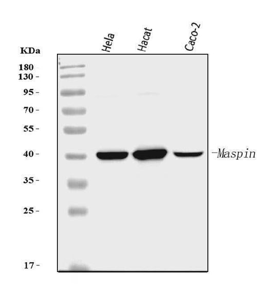 Anti-MASPIN Antibody Picoband® (monoclonal, 7G4E1 Boster Bio