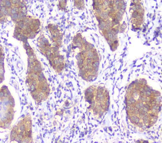Anti-SMN1/2 Antibody Picoband® (monoclonal, 2B10 Boster Bio