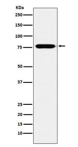 Anti-KIF3A Monoclonal Antibody Boster Bio