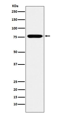 Anti-KIF3A Monoclonal Antibody Boster Bio