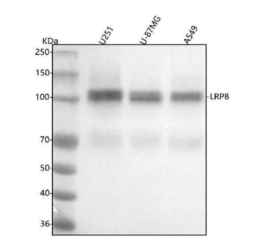 Anti-ApoER2 Monoclonal Antibody Boster Bio