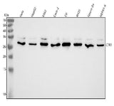 Anti-CTR1/SLC31A1 Rabbit Monoclonal Antibody Boster Bio