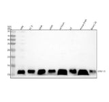 Anti-DYNLL1/Pin Rabbit Monoclonal Antibody Boster Bio