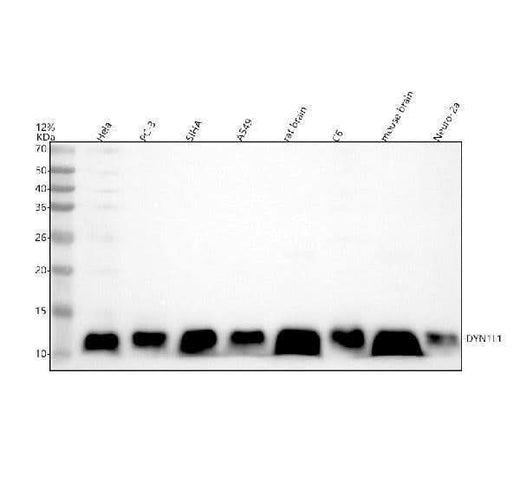 Anti-DYNLL1/Pin Rabbit Monoclonal Antibody Boster Bio