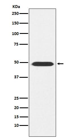 Anti-ATP1B1 Rabbit Monoclonal Antibody Boster Bio