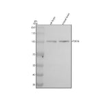 Anti-PDE2A Rabbit Monoclonal Antibody Boster Bio
