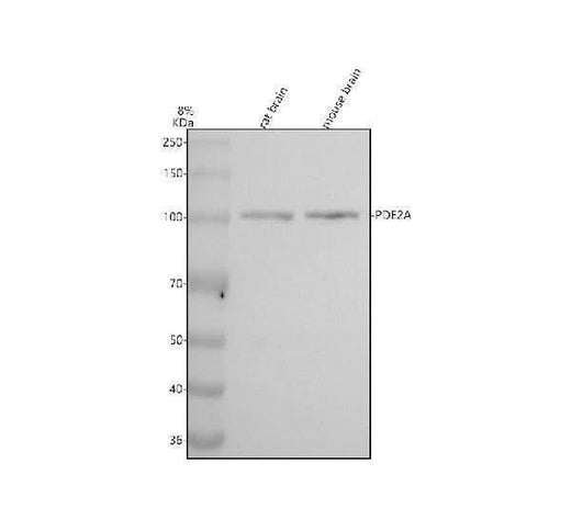 Anti-PDE2A Rabbit Monoclonal Antibody Boster Bio