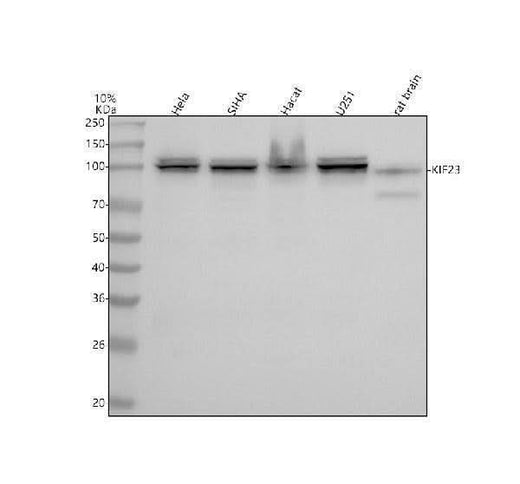 Anti-MKLP1 KIF23 Rabbit Monoclonal Antibody Boster Bio
