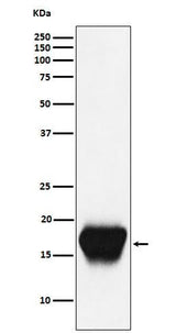 Anti-CD52 Monoclonal Antibody Boster Bio