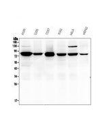 Anti-Calpain 2 CAPN2 Antibody Picoband® (monoclonal, 8I6 Boster Bio