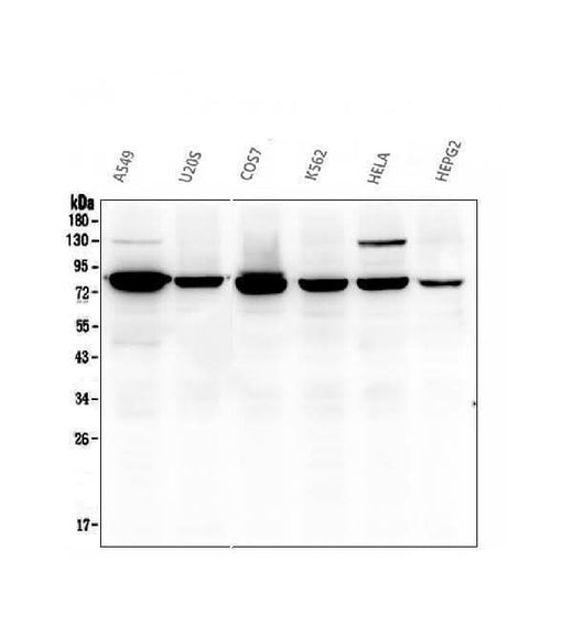 Anti-Calpain 2 CAPN2 Antibody Picoband® (monoclonal, 8I6 Boster Bio