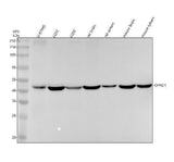 Anti-OPRD1/Delta Opioid Receptor Rabbit Monoclonal Antibody Boster Bio