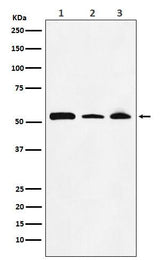 Anti-NONO / p54nrb Rabbit Monoclonal Antibody Boster Bio
