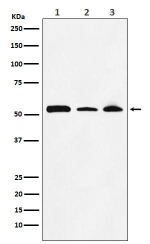 Anti-NONO / p54nrb Rabbit Monoclonal Antibody Boster Bio