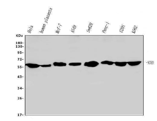 Anti-nmt55 p54nrb NONO Antibody Picoband® (monoclonal, 11E2 Boster Bio