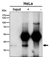 Anti-NFYA Rabbit Monoclonal Antibody Boster Bio
