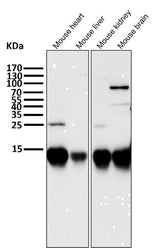 Anti-Cytochrome C CYCS Rabbit Monoclonal Antibody Boster Bio