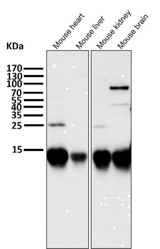 Anti-Cytochrome C CYCS Rabbit Monoclonal Antibody Boster Bio