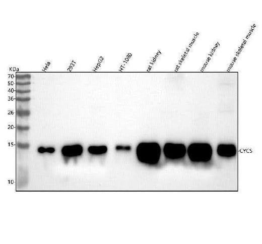 Anti-Cytochrome C CYCS Rabbit Monoclonal Antibody Boster Bio