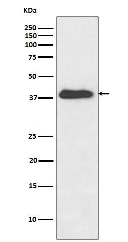 Anti-XLF Rabbit Monoclonal Antibody Boster Bio