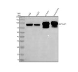 Anti-RAP1GAP Rabbit Monoclonal Antibody Boster Bio