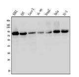 Anti-MED15 Antibody Picoband® (monoclonal, 6F4 Boster Bio