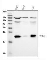 Anti-RPL13A Antibody Picoband® (monoclonal, 4C9 Boster Bio