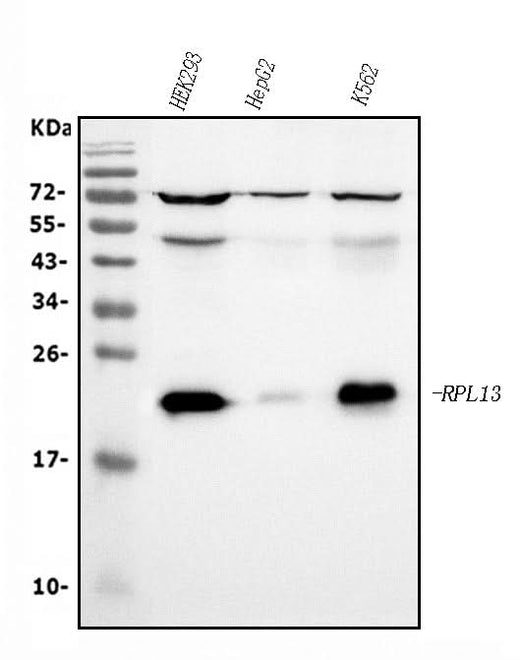Anti-RPL13A Antibody Picoband® (monoclonal, 4C9 Boster Bio