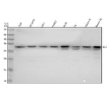 Anti-Aly Rabbit Monoclonal Antibody Boster Bio